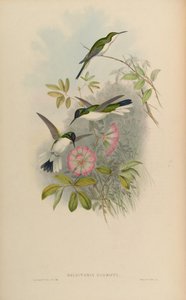 Heliothryx barroti by John Gould